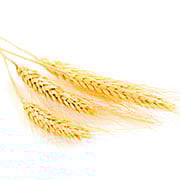 wheat